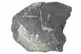 Fossil Seed Fern (Alethopteris) Plate - Pennsylvania #229330-1